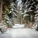 Navidad winter,landscape.,road,covered,in,snow,in,dense,forest.