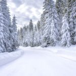 Navidad road at a mountain ski resort surrounded by fir trees