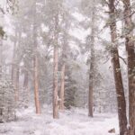 Navidad beautiful brown pine trees in a snowy forrest